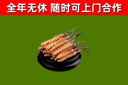 鞍山市回收散虫草