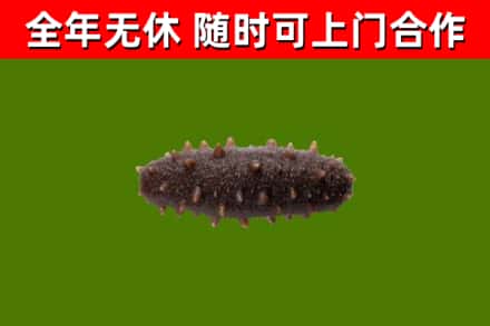 鞍山市回收海参干